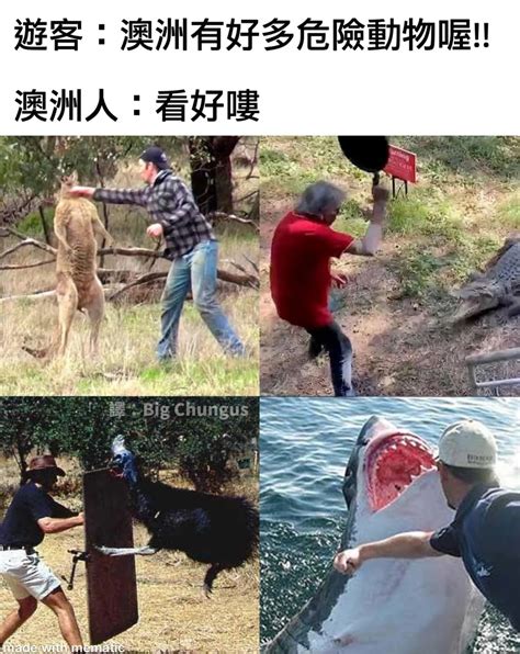 澳洲蜘蛛梗圖|動物梗圖星球 